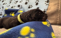Neapolitan Mastiff dogs for sale: Neapolitan mastiff puppies  - Image 38