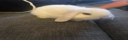 Mini Lion Lop rabbits for sale: 4 beautiful baby rabbits in Redditch - Advert 2