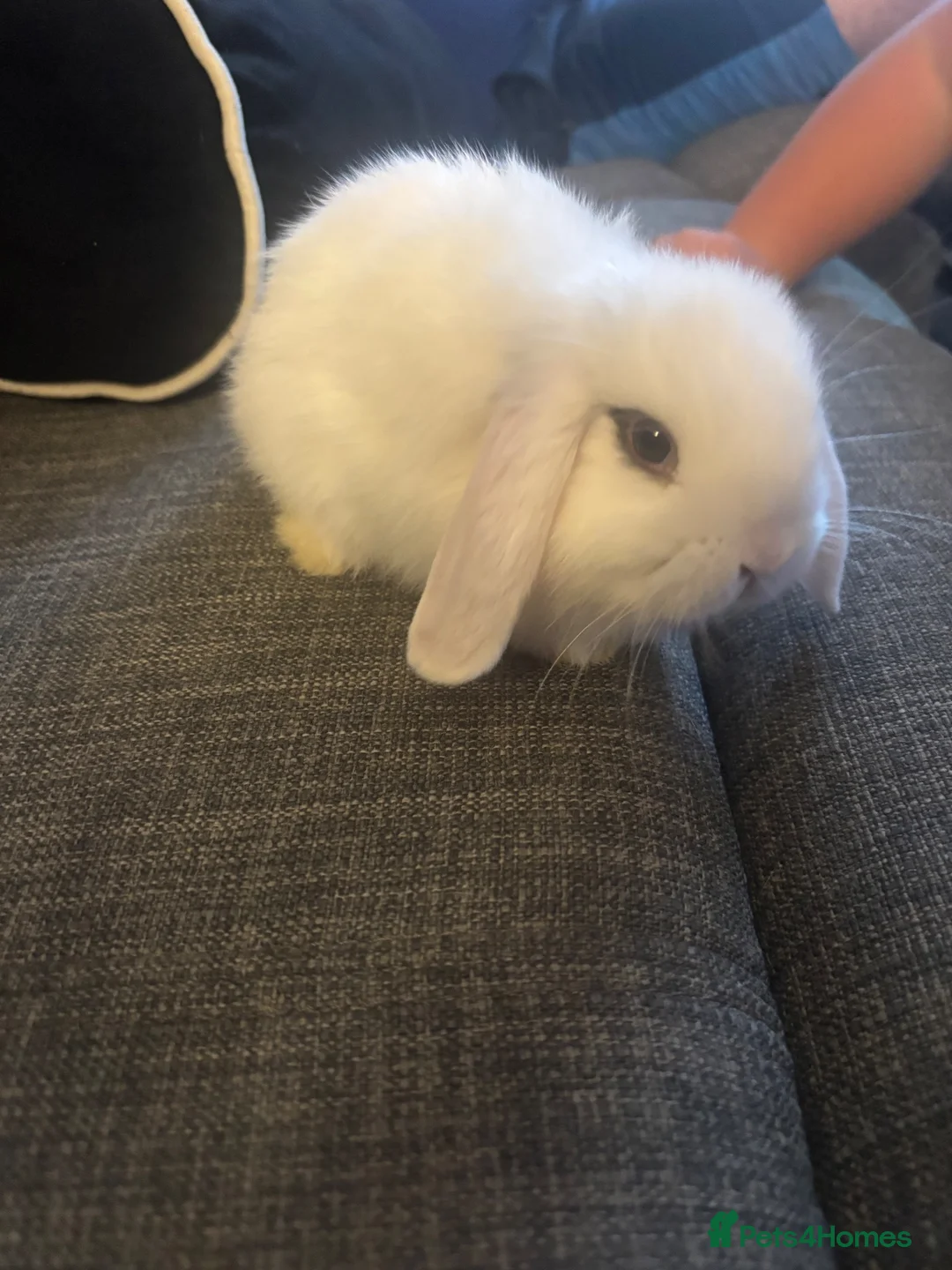 Mini Lion Lop rabbits for sale: 4 beautiful baby rabbits in Redditch - Advert 2
