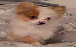 Pomchi dogs for sale: POMCHI PUPS - Image 8