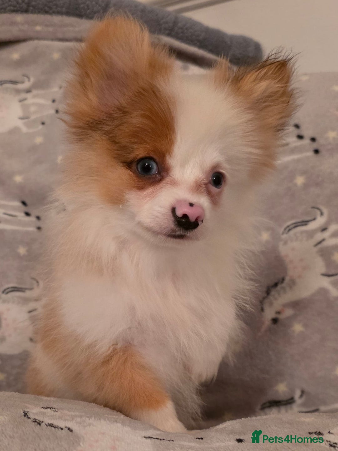 Pomchi dogs for sale: POMCHI PUPS - Image 8