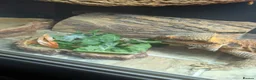 Bearded Dragon reptiles for sale: Bearded dragon with set up in Wotton-under-Edge - Advert 3
