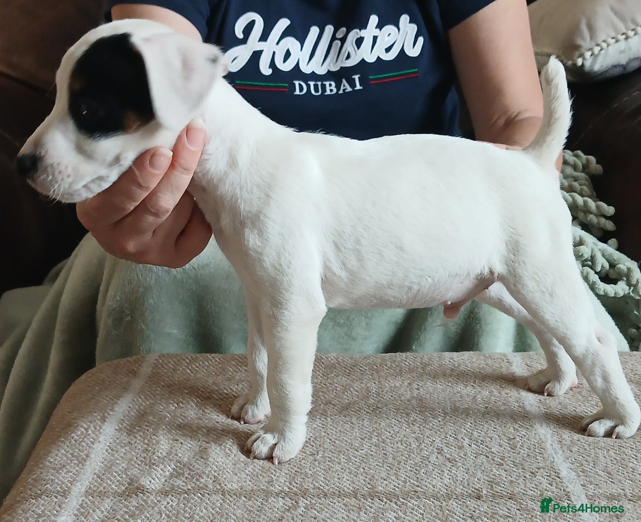Parson Russell dogs Parson type jack Russell pups - Advert 2