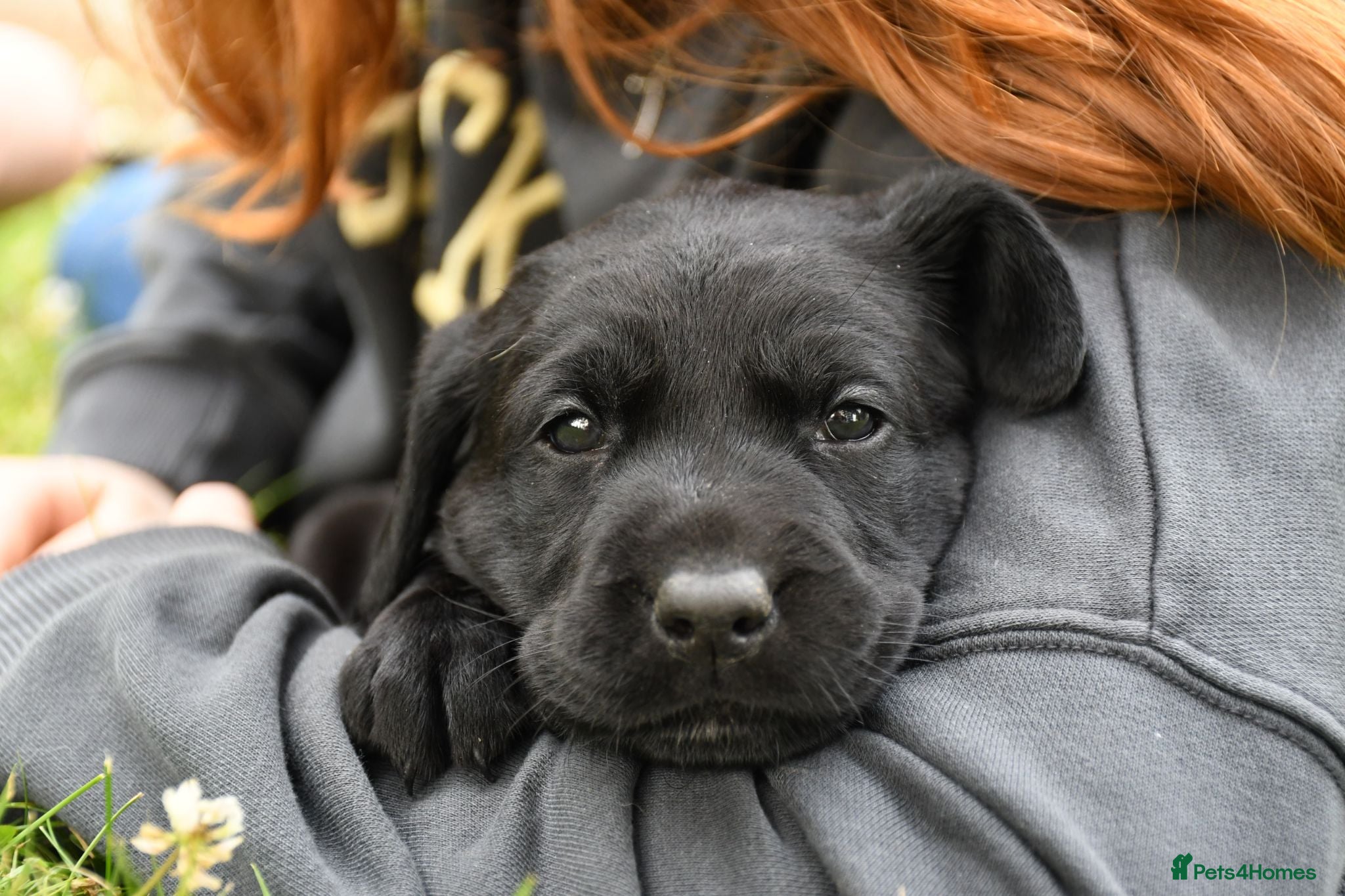 Labrador Retriever dogs KC Registered Labrador Puppies  - Advert 1