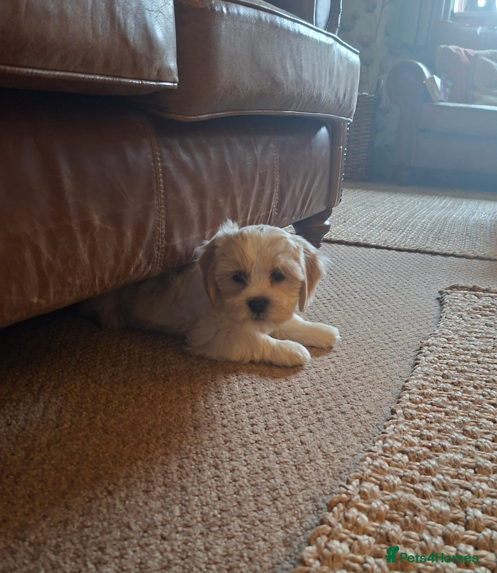 Cavachon dogs Beautiful Cavachon Puppies for Sale - Advert 2