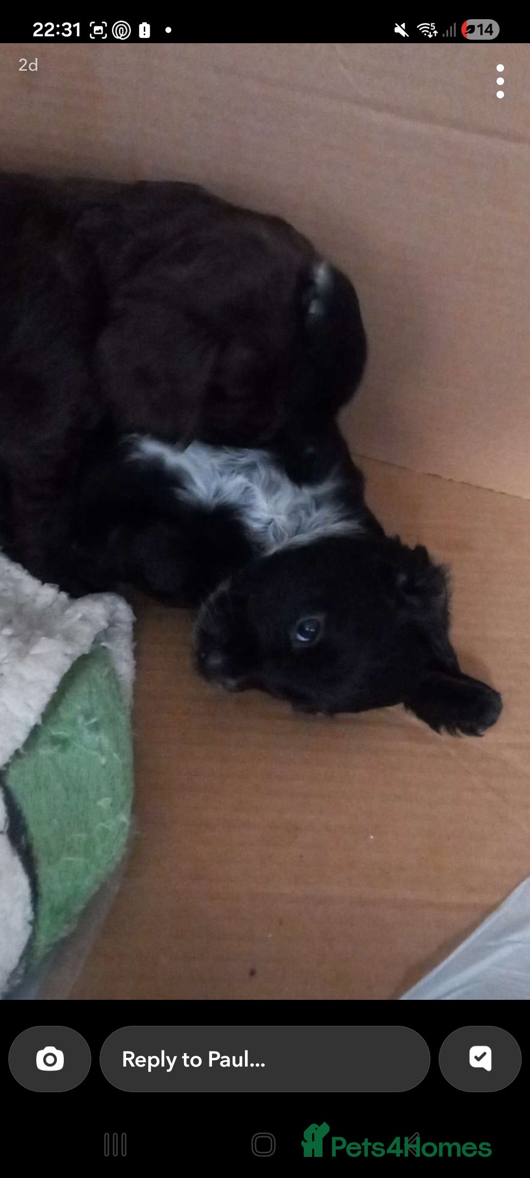 Cocker Spaniel dogs for sale: Cocker spaniels ready 21st December.  - Advert 5