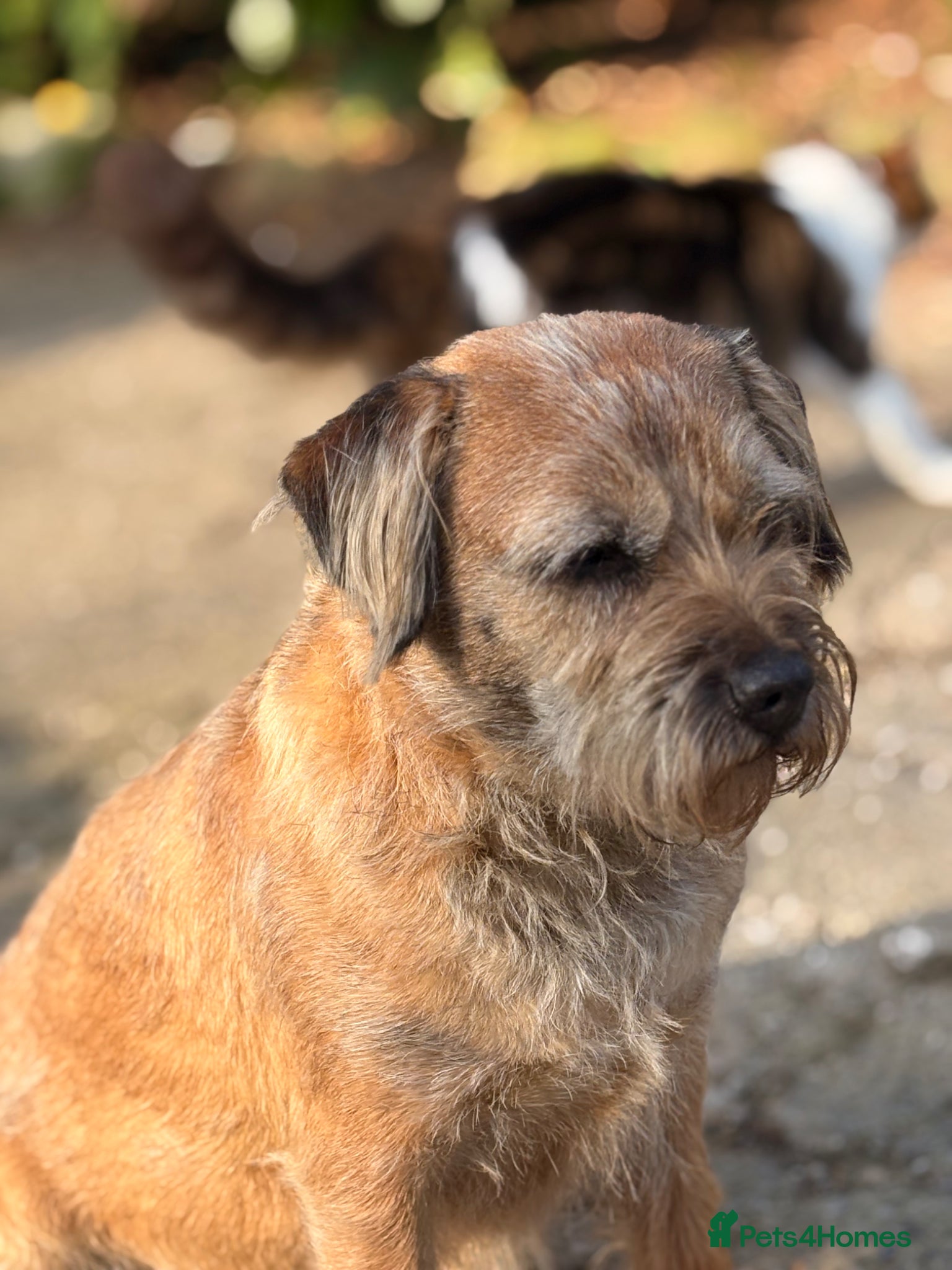 Border Terrier dogs for sale: 7 year old female border terrier  - Advert 2