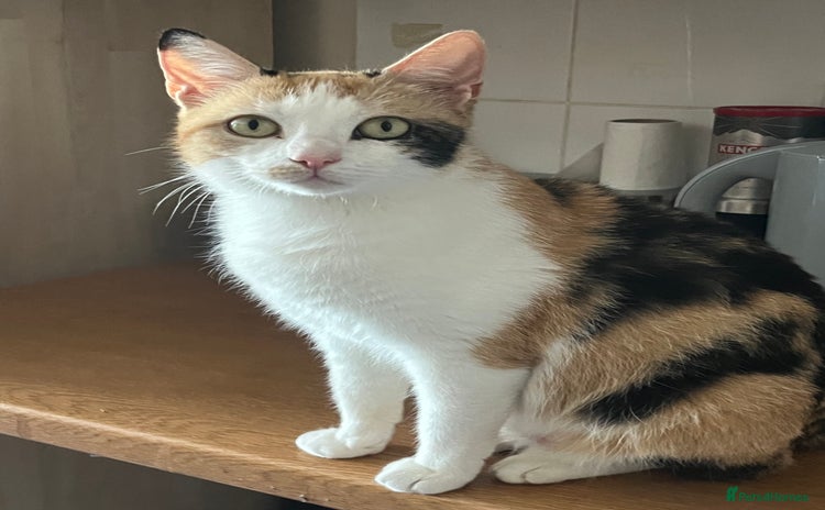 Mixed Breed cats - Advert 3