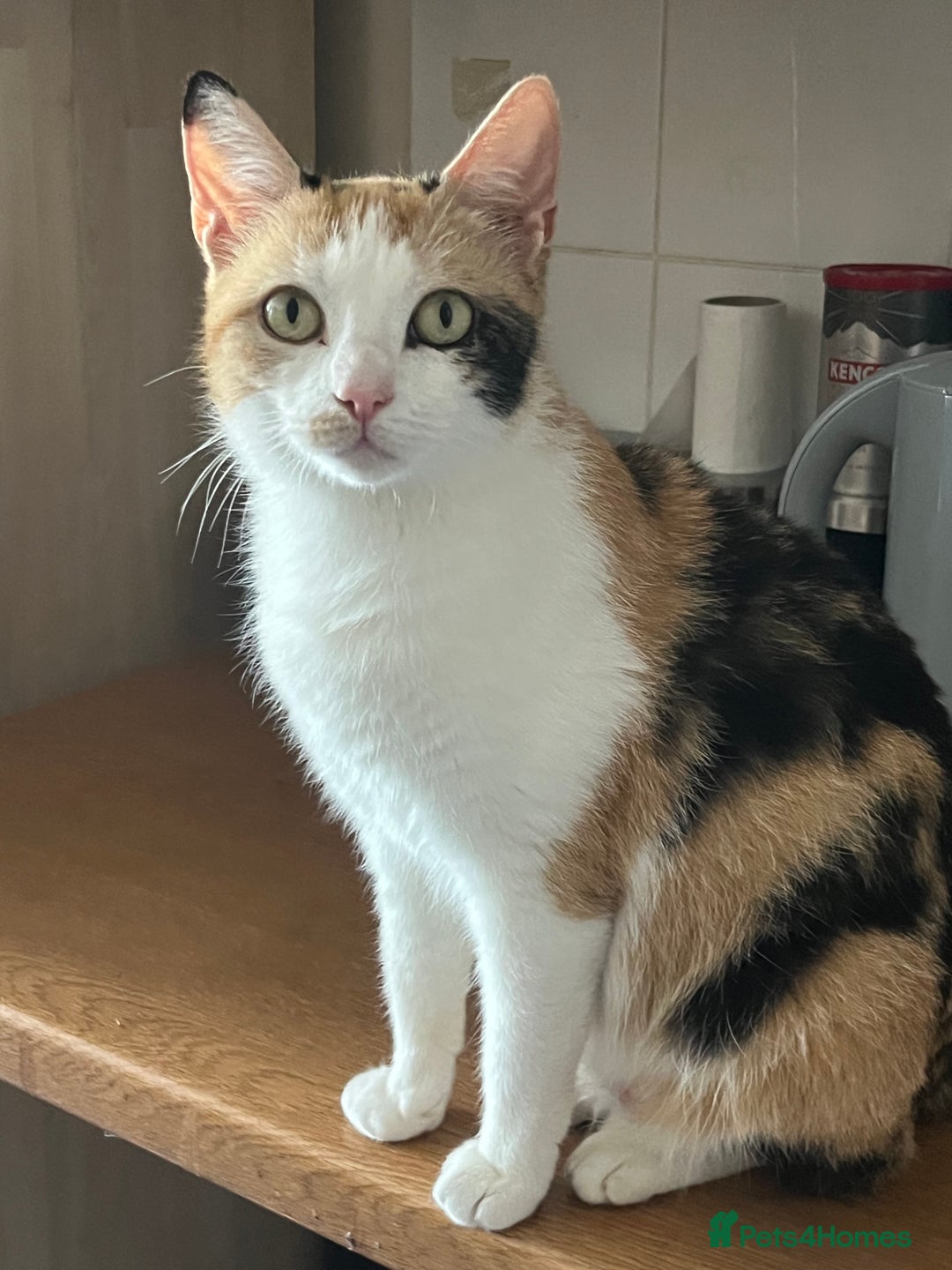 Mixed Breed cats for sale: Adult female ginger/white/black cat - Image 1