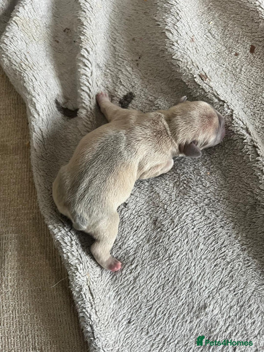 French Bulldog dogs for sale: Frenchie puppies 4 sale  - Image 9