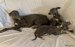 Whippet dogs for sale: Adorable Whippet Puppies for Loving Homes! 🐾💙 - Image 5