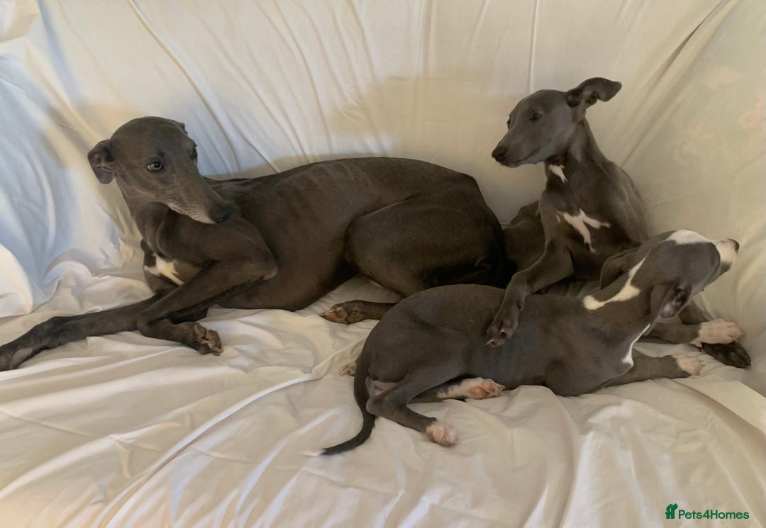 Whippet dogs for sale: Adorable Whippet Puppies for Loving Homes! 🐾💙 - Image 5