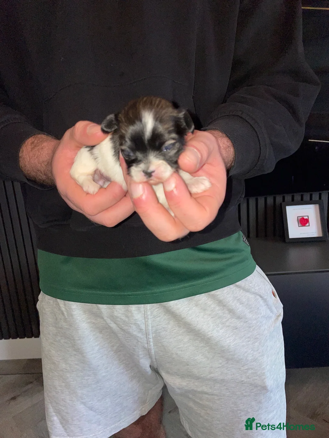 Lhasa Apso dogs for sale: Stunning Lhasa Apso Puppies for Sale  - Advert 25