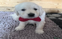 Golden Retriever dogs for sale: Beautiful KC Registered Golden Retriever Puppies - Image 9