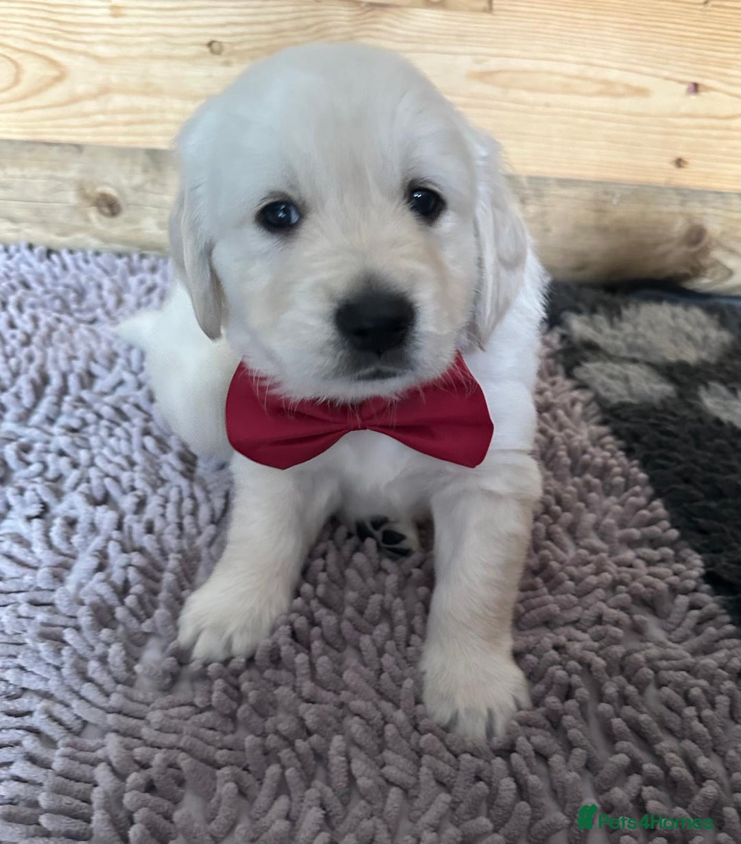 Golden Retriever dogs for sale: Beautiful KC Registered Golden Retriever Puppies - Image 9