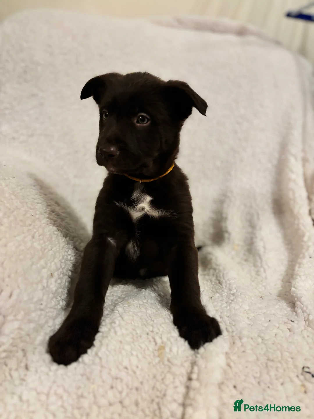 Borador dogs for sale: Beautiful Borador puppies for sale  - Advert 8