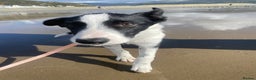 Border Collie dogs for sale: Misty - Advert 5