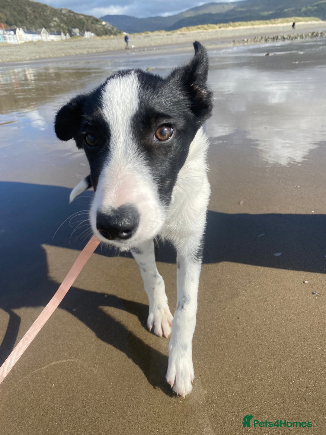 Border Collie dogs for sale: Misty - Advert 5