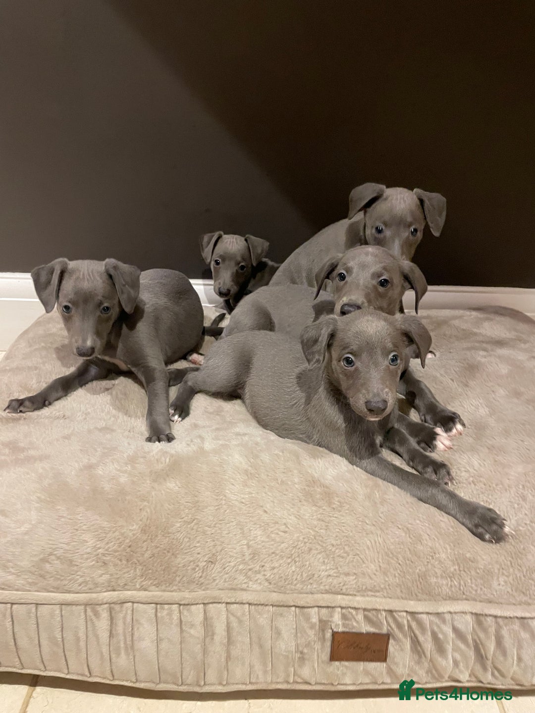 Whippet dogs for sale: 6 gorgeous blue whippet puppies  - Image 6