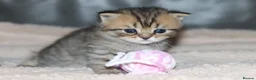 British Shorthair cats for sale: Beautiful TICA Kittens -Exceptional Pedigree Lines - Advert 19