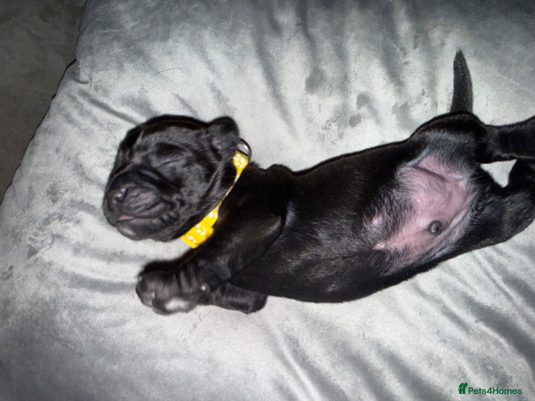 Labrador Retriever dogs for sale: Labrador X Boxerdore puppies  - Advert 24