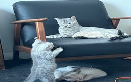 British Shorthair cats for sale: Beautiful British Shorthair Kittens... - Image 26
