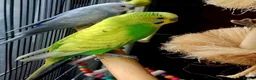 Parrots birds for sale: Premium Hand-Reared Parrots–Reserve Today in Leamington Spa - Advert 1