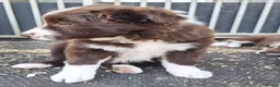 Border Collie dogs for sale: Beautiful fluffy Collie Pups for Sale - Advert 11