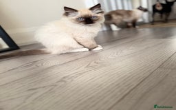Ragdoll cats for sale: Beautiful Ragdol babies ready to leave  - Image 33