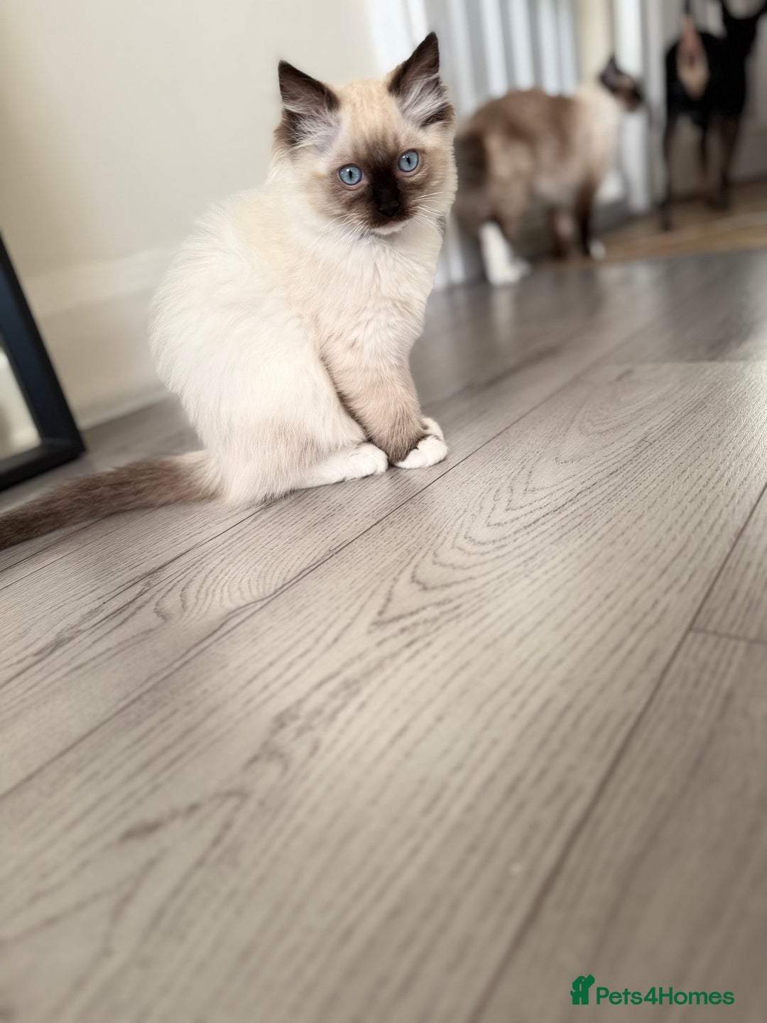 Ragdoll cats for sale: Beautiful Ragdol babies ready to leave  - Image 33