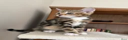 Mixed Breed cats for sale: Half Bengal Kittens - Advert 2
