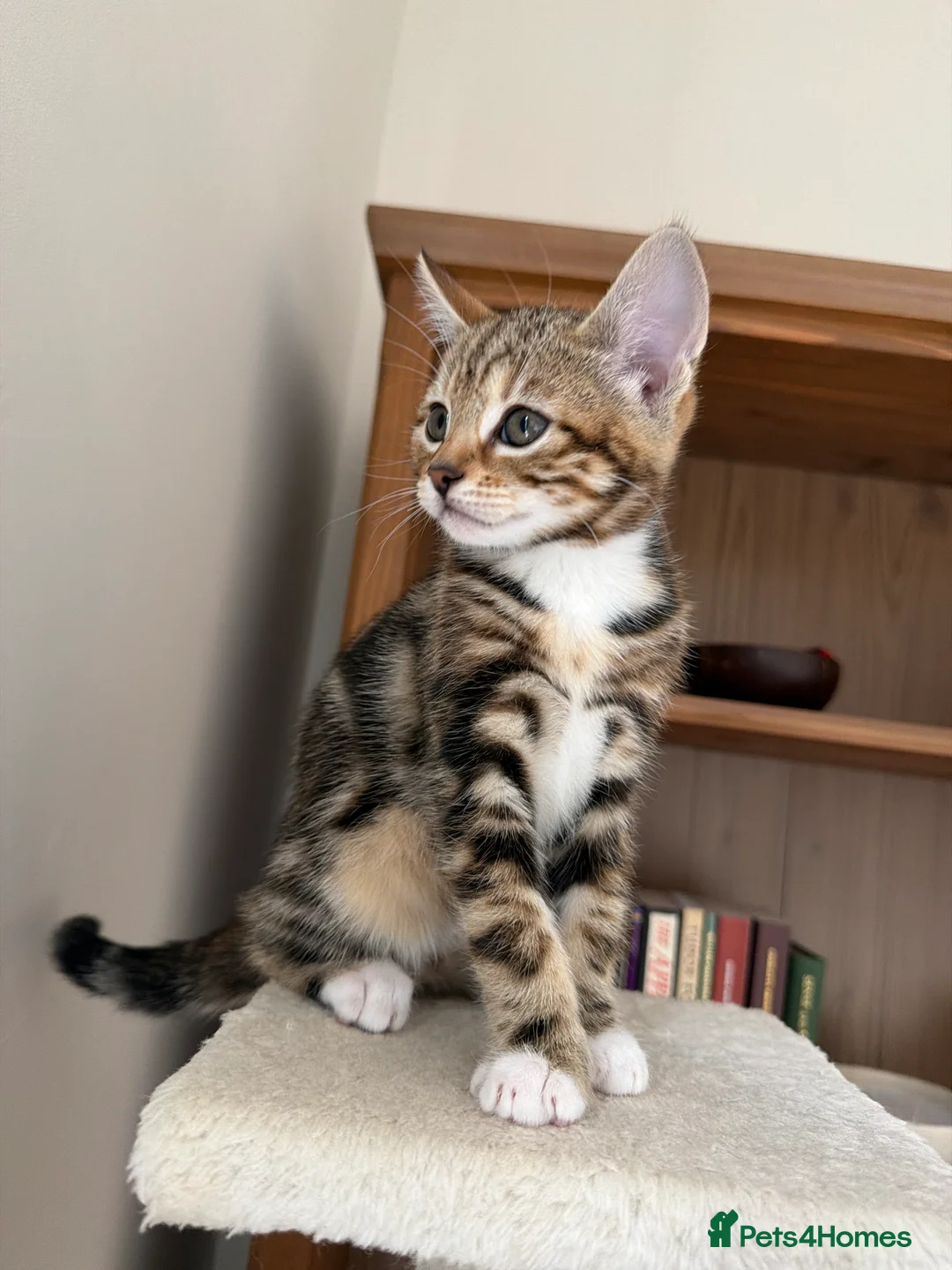 Mixed Breed cats for sale: Half Bengal Kittens - Advert 2