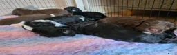 Mixed Breed dogs for sale: Bordoodle X Springer Spaniel puppies  - Advert 31