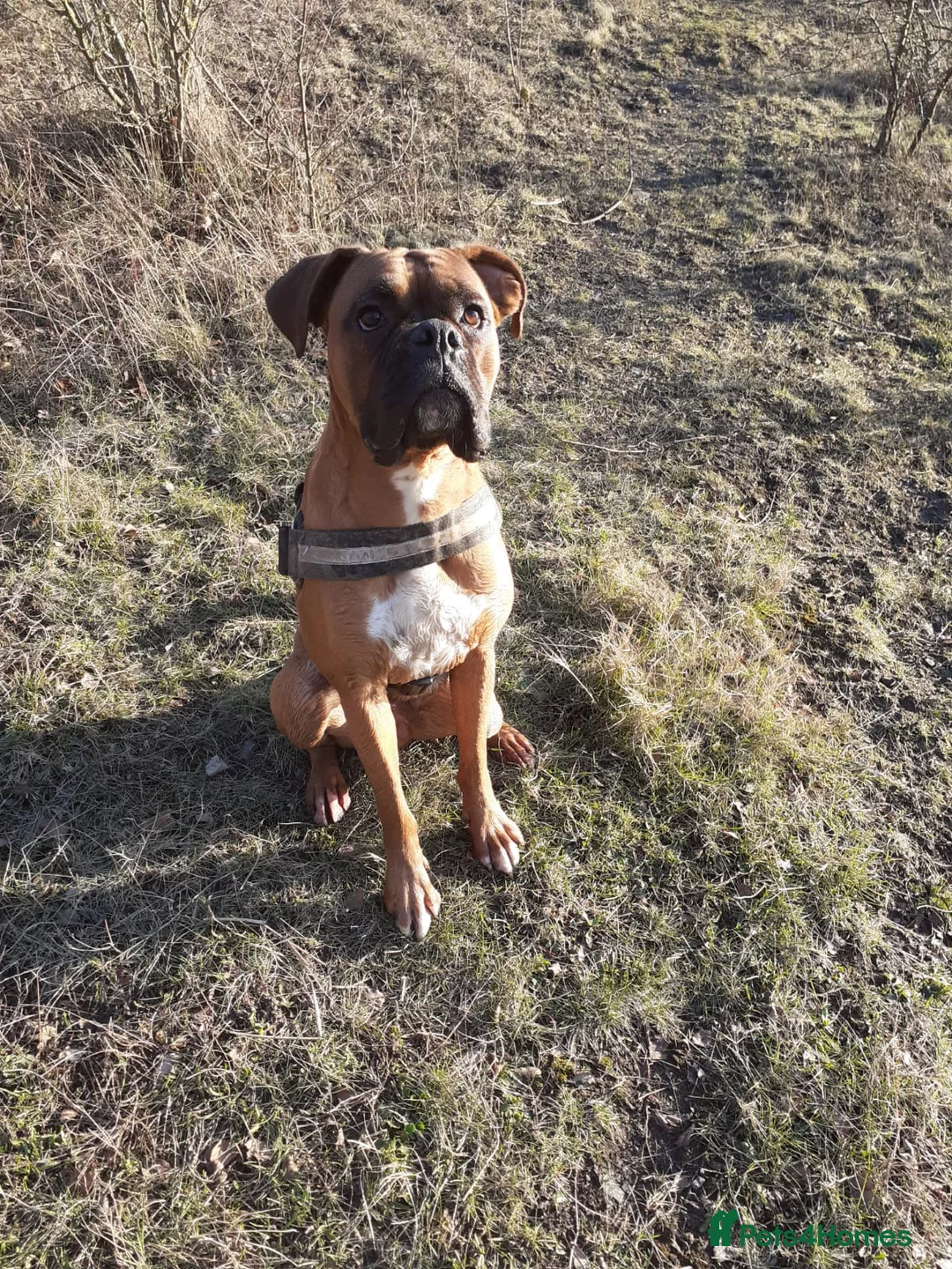 Boxer dogs for stud: KC Red and White Boxer to Stud - Advert 4