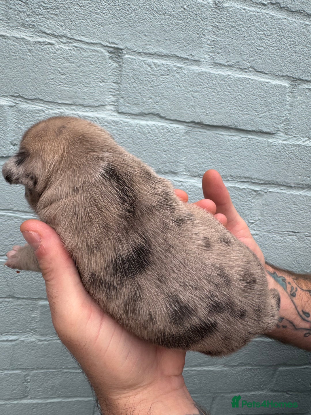 French Bulldog dogs for sale: Litter of mixed colour French bulldog puppies  - Advert 29