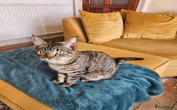 Mixed Breed cats for sale: Maine Coon x Turkish Angora  - Image 4