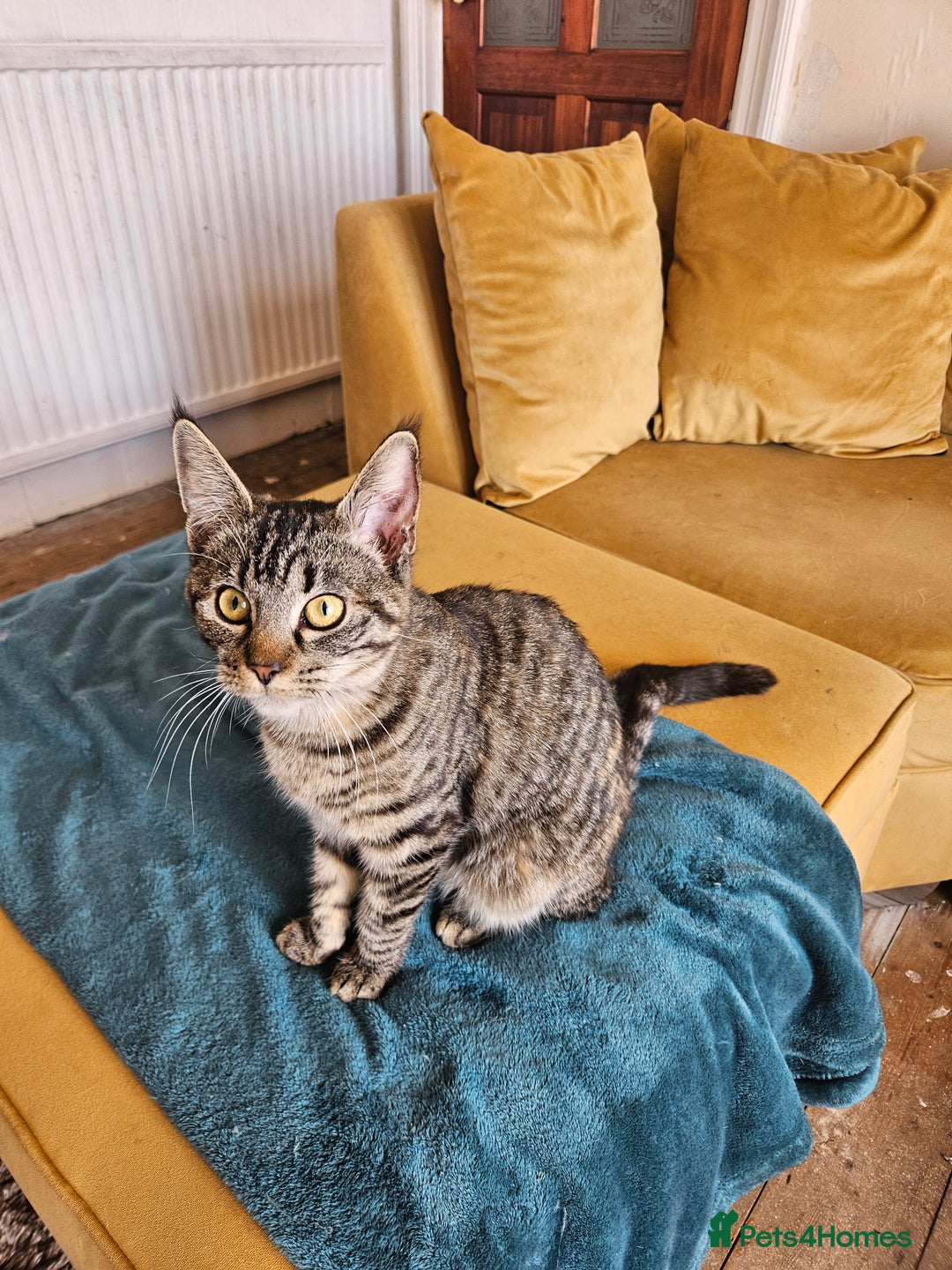 Mixed Breed cats for sale: Maine Coon x Turkish Angora  - Image 4