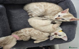 Bengal cats for sale: BLUE EYE SNOW BENGAL LYNC TICA ACTIVE - Image 12