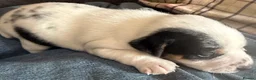 Jack Russell dogs for sale: Jack Russell puppy’s  - Advert 12