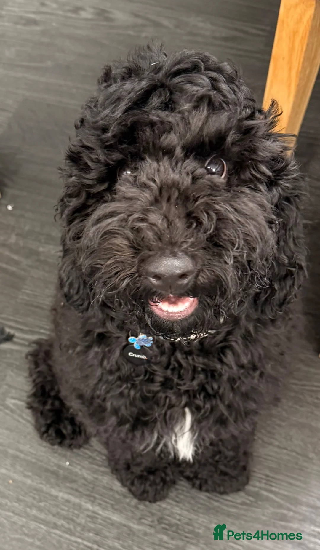 Cockapoo dogs for sale: Cockopoo  in Blandford Forum - Advert 1