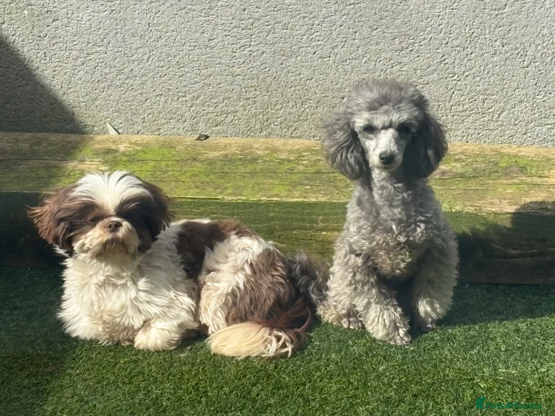 Toy Poodle dogs for adoption: 2 best friends  - Advert 1