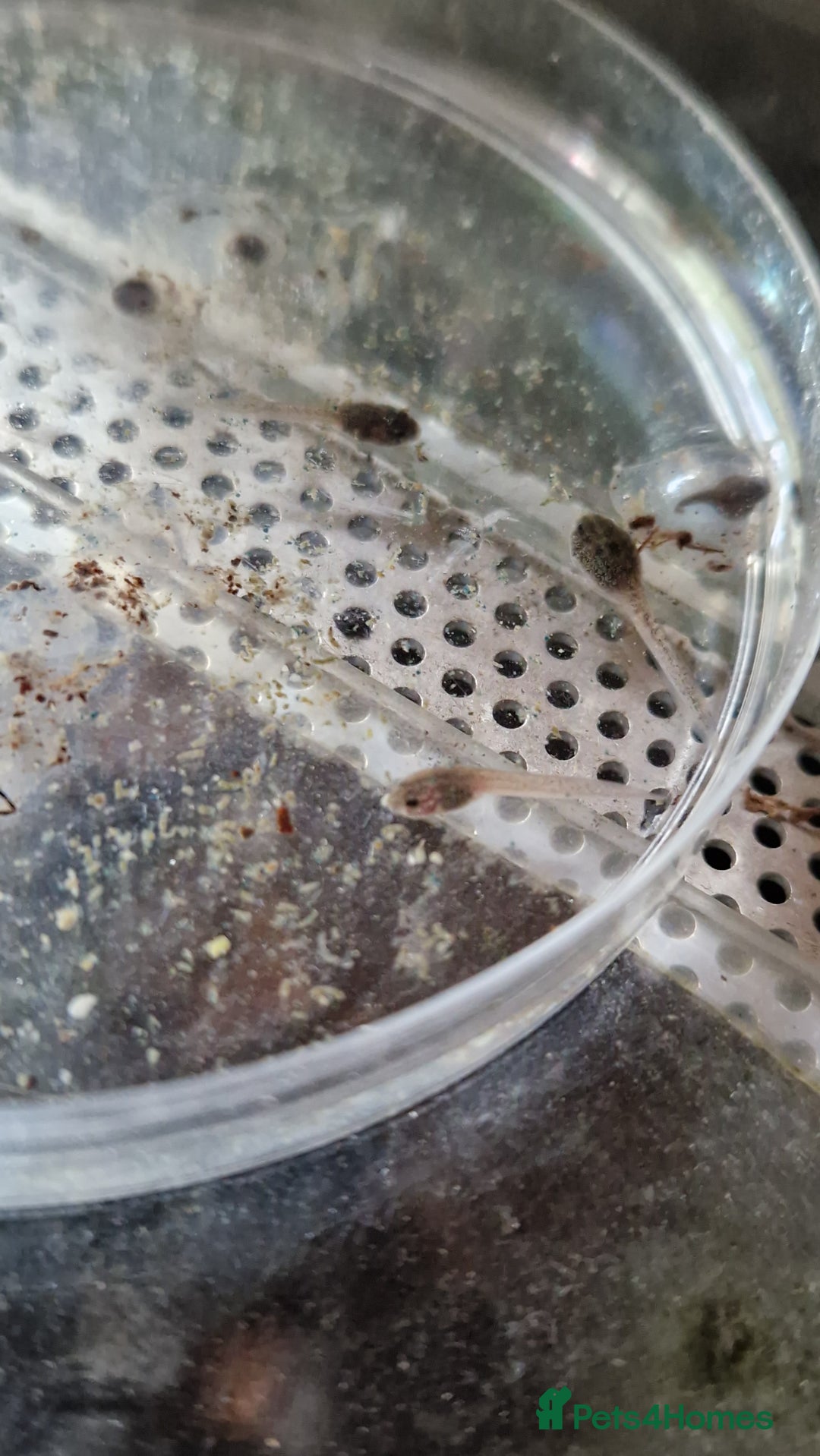 Frog reptiles for sale: Amereega basslei Sisa tadpoles  - Advert 6