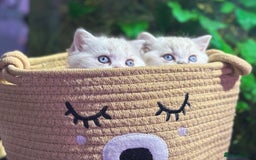 Scottish Fold cats for sale: TICA Full Pedigree kitten available  - Image 24