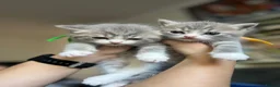 Mixed Breed cats for sale: 2 beautiful male kittens.  - Advert 14