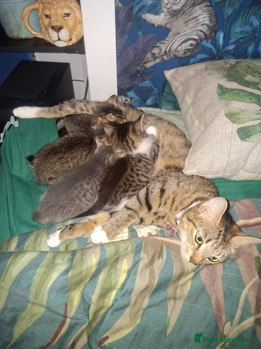 Mixed Breed cats for sale: Little female cat - Advert 1