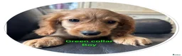 Cockapoo dogs for sale: 3 playful  F1  cockapoo boys ready to leave - Advert 27