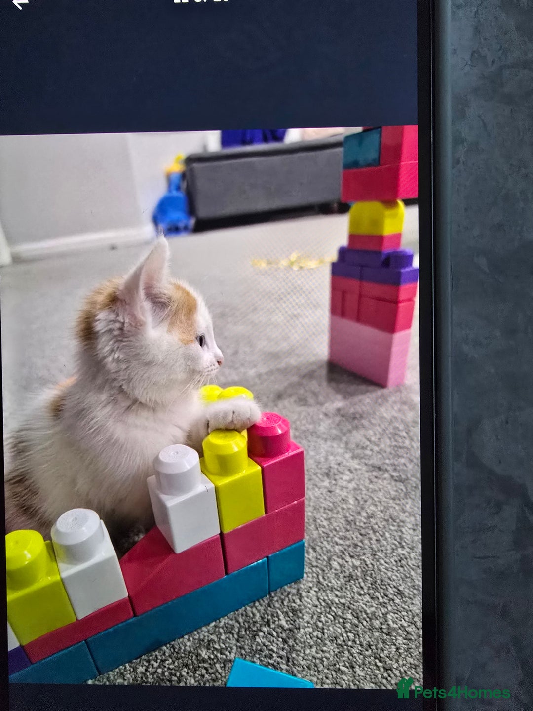 Mixed Breed cats for sale: Ginger kittens - Advert 10