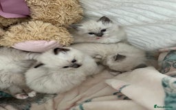 Ragdoll cats for sale: Seal Mitted Ragdoll babies, 4 girls 1 boy - Image 25