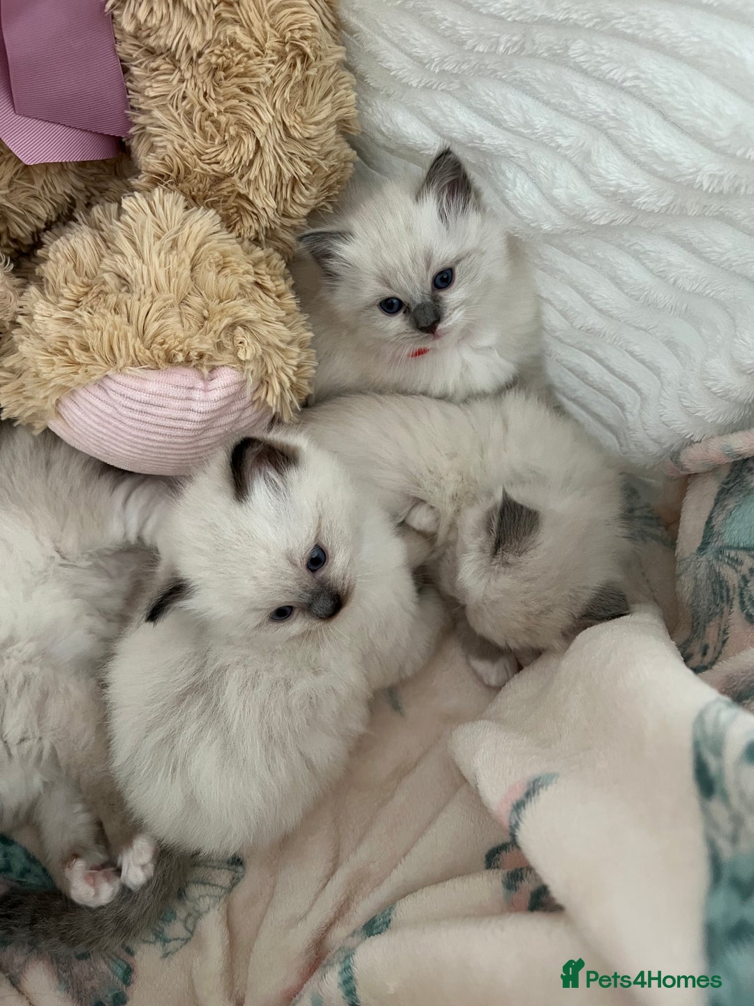 Ragdoll cats for sale: Seal Mitted Ragdoll babies, 4 girls 1 boy - Image 25