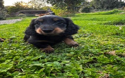 Miniature Dachshund dogs for sale: Miniature long-haired dachshund  - Image 2